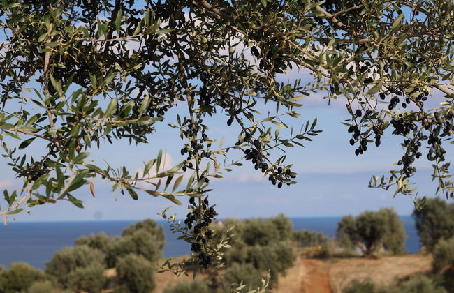 Agriturismo Vulcano - Foto 17