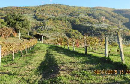 Agriturismo I Melograni - Foto 46