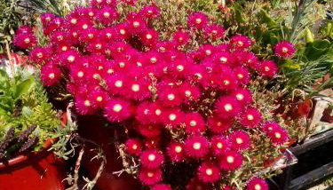 Studios ΣΤΟΥΣ ΠΥΡΓΟΥΣ ΘΕΡΜΗΣ - Foto 3, Garden