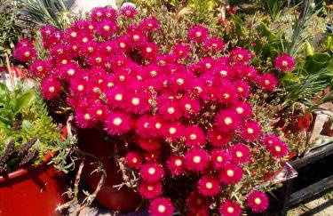 Studios ΣΤΟΥΣ ΠΥΡΓΟΥΣ ΘΕΡΜΗΣ - Foto 3