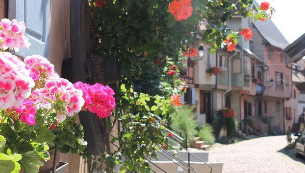 Elsässische Weinstraße Halbtagestour in kleiner Gruppe mit Verkostung ab Straßburg - Foto 4