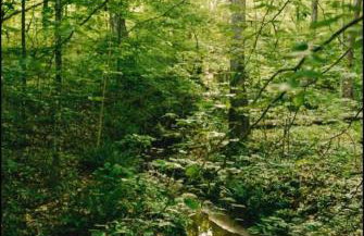 Romantic Cabin, Hot Tub, Lake Access, OutdoorLiving! - Foto 57