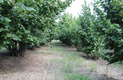 Cascina G appartamento tra i noccioli - Foto 35