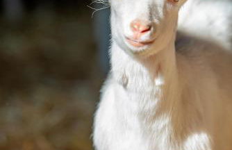 Ferienwohnung Kapellenhof - Foto 16