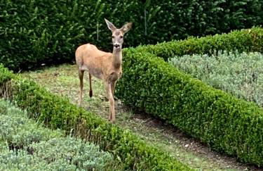 Domaine de Poulaines près Valençay Val de Loire Berry - Foto 23