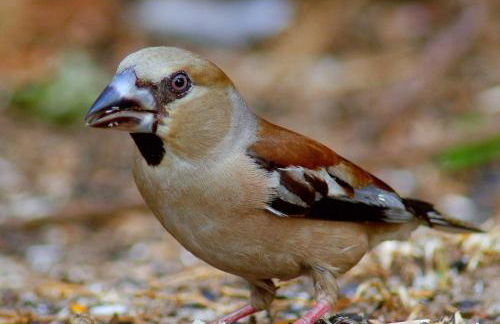 Tapada da Rabela - Reserva Natural - Foto 47