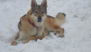 La tana del lupo Pet Free - Foto 3