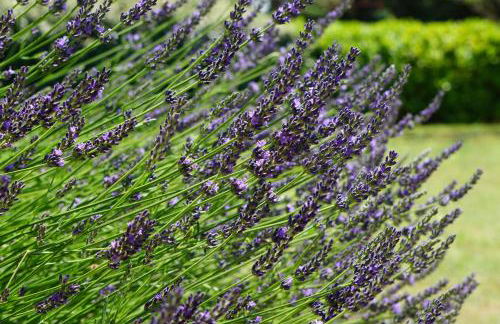 La belle histoire Gîte Montmirail - Foto 40