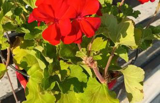 KALLIOPI'S HOUSE - Foto 32