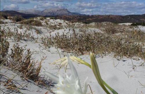 Villa Le Ginestre - Foto 12