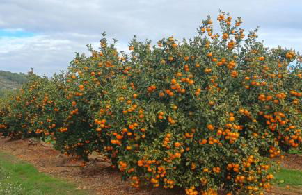 Ferienwohnung mit Privat-Pool - Foto 18