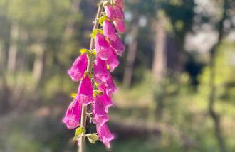 Little Woodside a beautiful New Forest self contained private luxury annexe - Foto 57