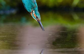 Isola di Albarella - Foto 23