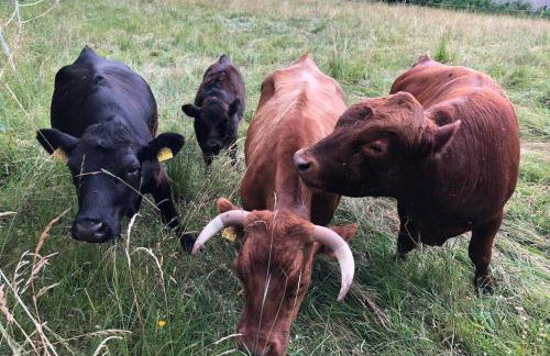 Apartment Tälerblick 2 - Foto 8