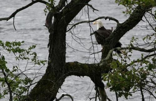 Gorgeous Views, Fishing at Private Cabin on Pelican Lake, Orr MN - Foto 35