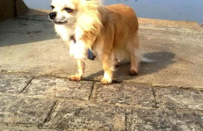 Sun, Mudflats and sea - Foto 16