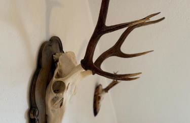 Ferienwohnung Schwarzwaldnest - Foto 21