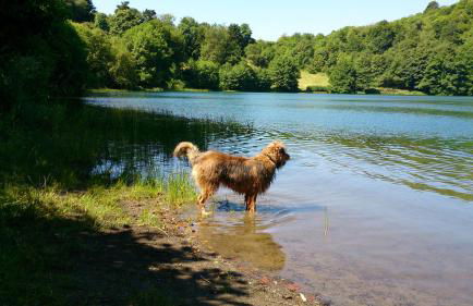 Fewo Rheinwein 1 "ausgezeichnet zum wandern und radfahren" mit Wallbox - Foto 35