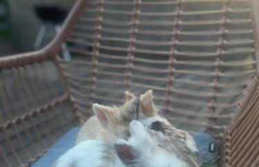 Allgäu Ferienhof Schönberger - Photo 17