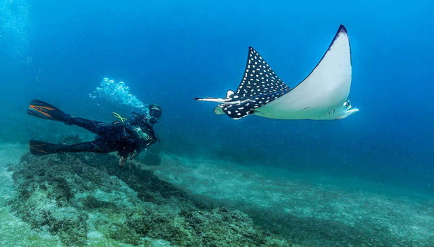 Exploring the seabed