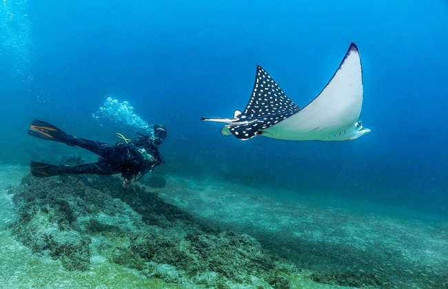 Bautismo de buceo en Las Caletas - Foto 5