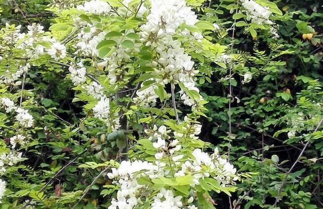 Agriturismo La Borina - Foto 75