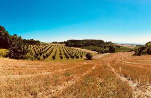 Vintage Guesthouse - Foto 23