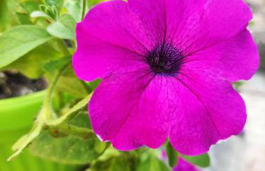 Apartman Domi - Foto 20