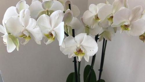 Modernes Studio auf der Sonnenterrasse - Foto 5