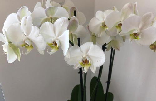 Modernes Studio auf der Sonnenterrasse - Foto 5