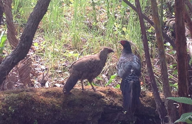 Volcano Rainforest Lodge - Foto 46