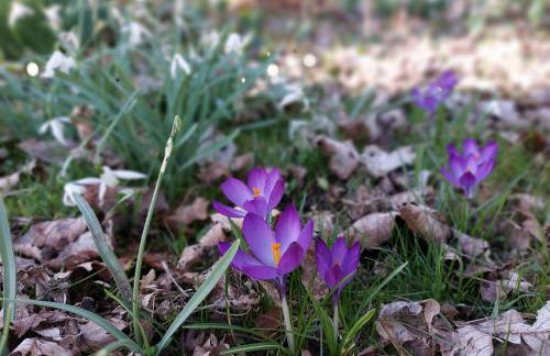 The Coach House- Canonbie - Foto 37