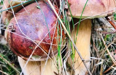 LEŚNA REZYDENCJa - Foto 74