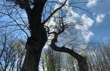 Ca' Inua - arte, bosco, ospitalità - Photo 12