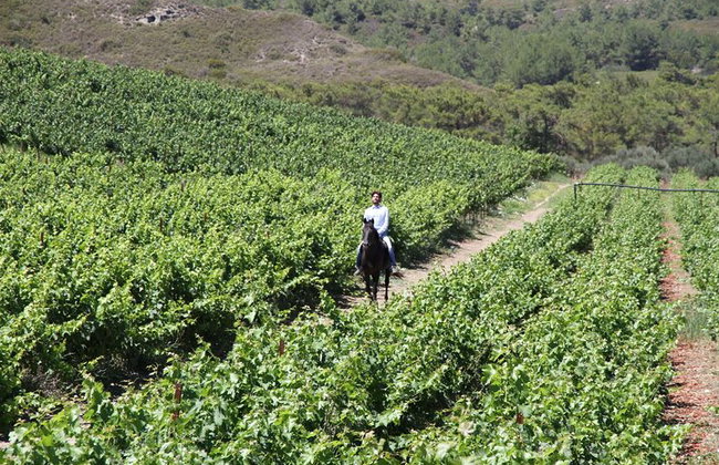 Degustación de vinos en Rodas, dentro de los viñedos con el productor. - Foto 9