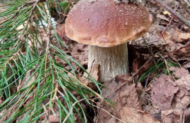 Kurort Kozubnik Apartament 12 - Foto 36