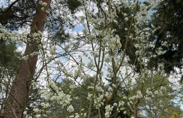 Waldtraum Wandlitzsee - Foto 47