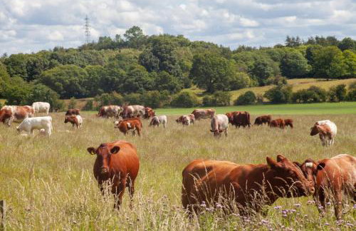 Stunning 4 Bedroom Farmhouse - Foto 45