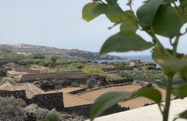 Musa Paradisiaca - Foto 32