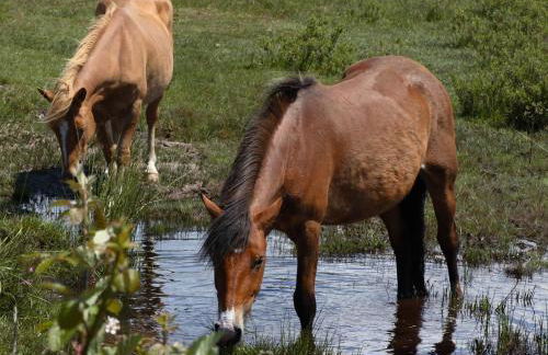 Brockenhurst Apartments - Foto 12