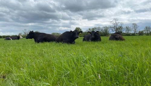 Shepherd Hut - Foto 4