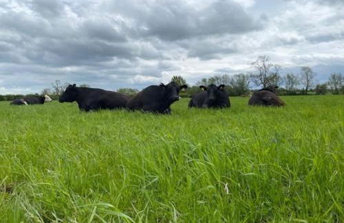 Shepherd Hut - Foto 4