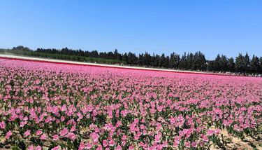 La maison d'à côté - Foto 2