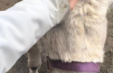 House on Acreage with Farm Animals in Bothell, Close to Seattle Bellevue Kirkland - Foto 42