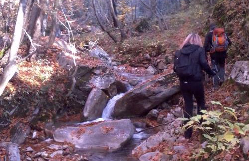 "The plane trees" - Foto 65