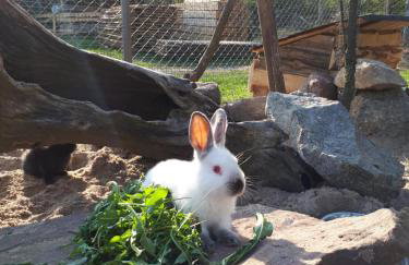 Agroturystyka Pod Pstrągiem - Foto 24