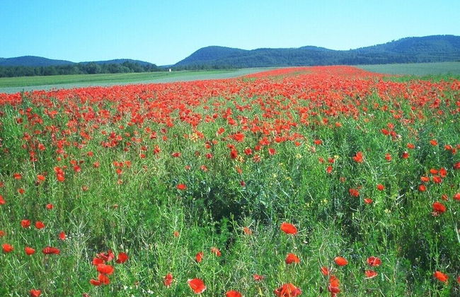 Ferienwohnung Stricker Bad Sachsa - Foto 37