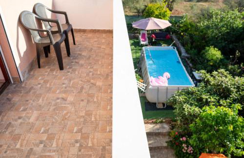 Dalmatian - Photo 33