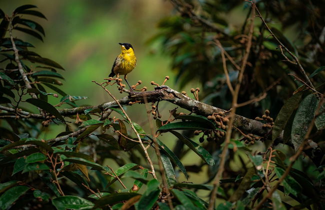 Bali Jungle Camping - Foto 52