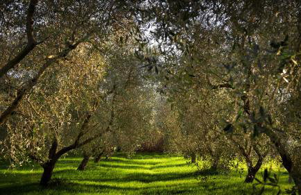 Agriturismo Bio Casale degli Orti - Foto 7